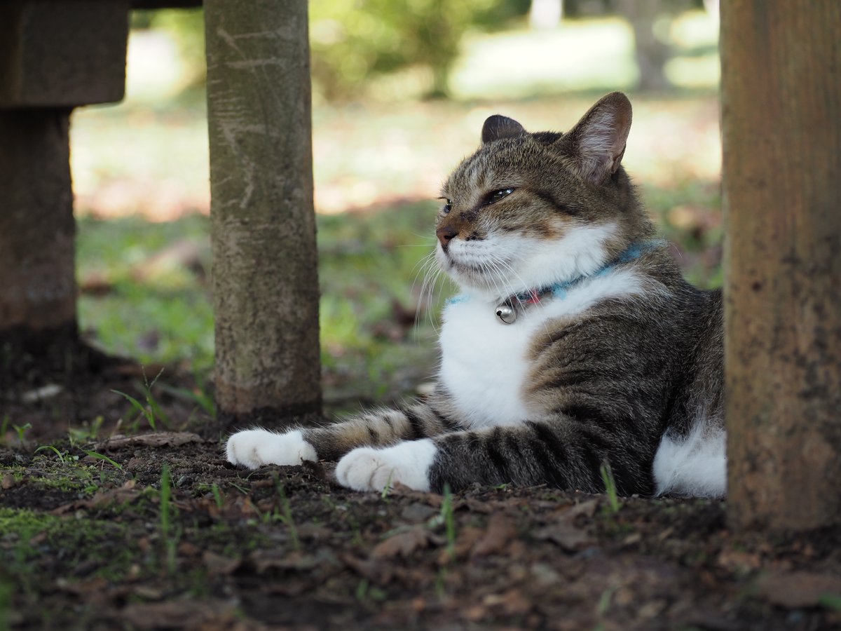 先日出会った猫が可愛すぎたと言うメモ。 