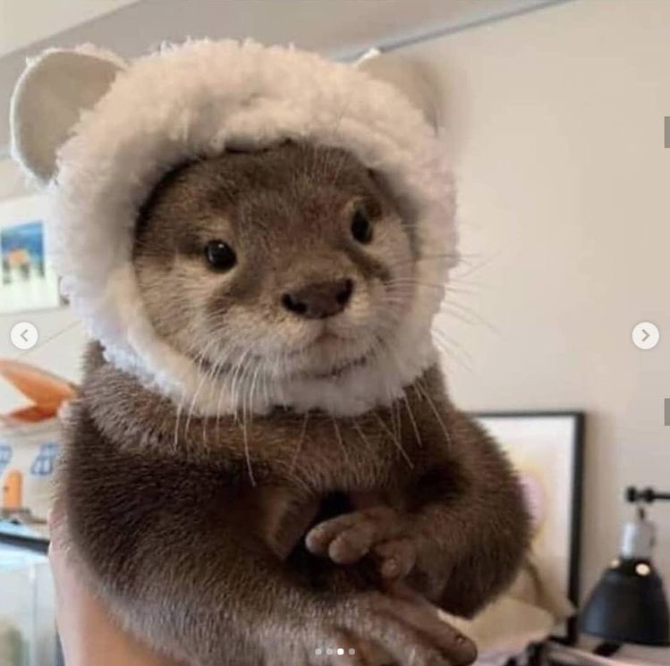 — otters in hats ; a short but necessary thread. ♡︎