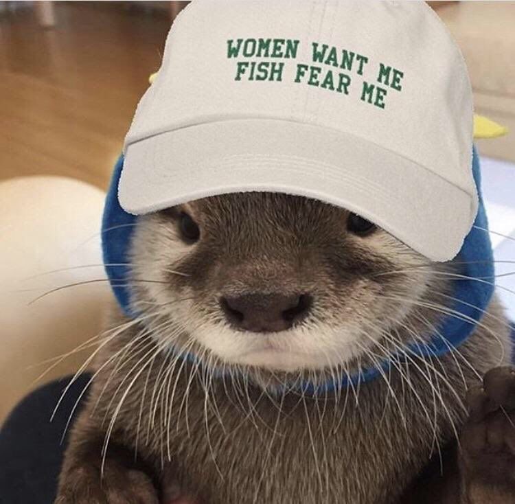 — otters in hats ; a short but necessary thread. ♡︎