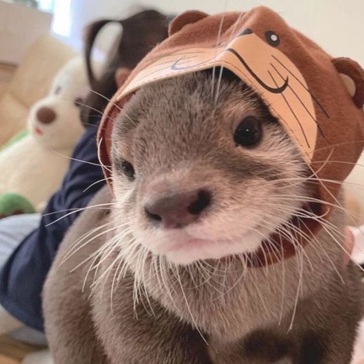 — otters in hats ; a short but necessary thread. ♡︎