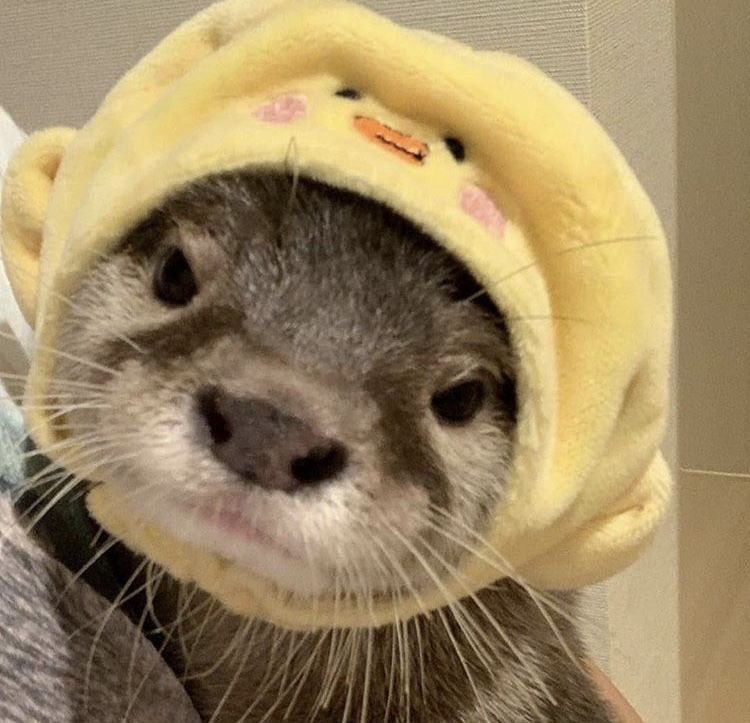 — otters in hats ; a short but necessary thread. ♡︎