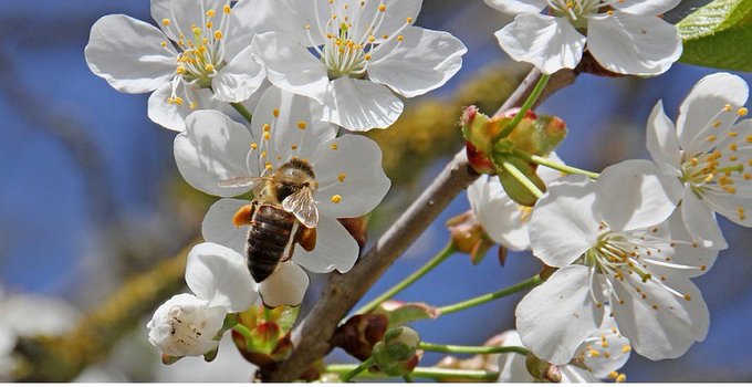 BREAKING NEWS: Asian Hornets in Gosport vineyard were nesting in an apple tree. It's Asian Hornet Week &amp; we know  they do this in Galicia &amp; people picking fruit have had severe reactions.  Please check your fruit trees for Asian Hornets! #bees #Asianhornetweek #Asianhornet