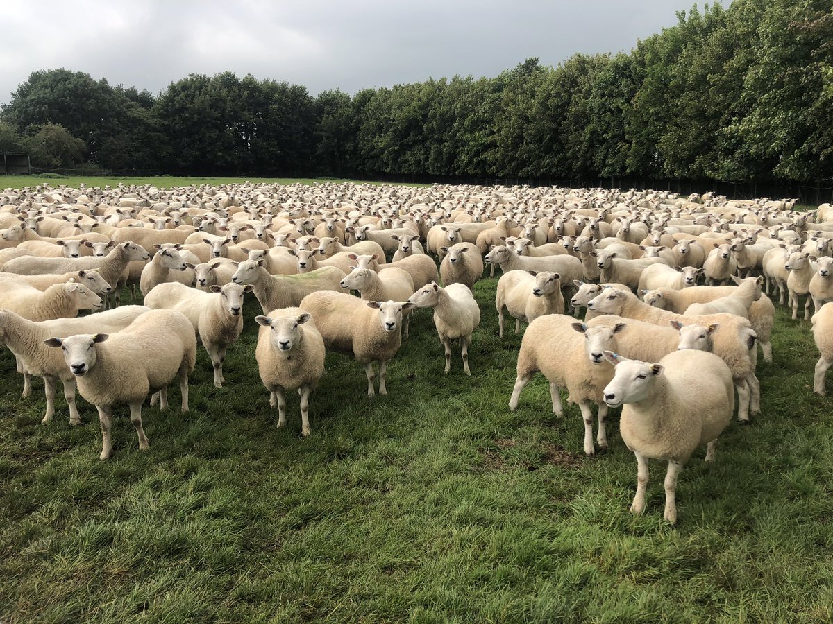 Replacement ewe lambs in for shearing, main flock gaining condition 💪🏻