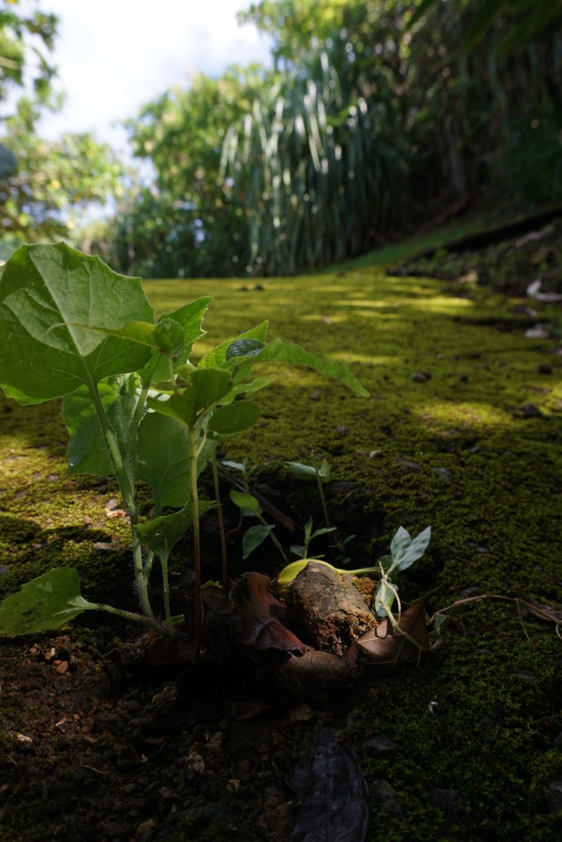 これが石垣島の自然やぁぁぁ！！

鳥のさえずりが聞こえ、心安らぐ毎日が楽しい！！

休日は毎日海！
そのあとのアイスもうまい～！

#石垣島 #石垣島地元民 #写真