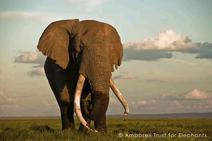 Fill in the correct word 7 класс. Fill in dangerous elephants leopard. Fill in dangerous elephants leopard. Fill in the correct word 5 класс тест. Африканский слон с большими бивнями.