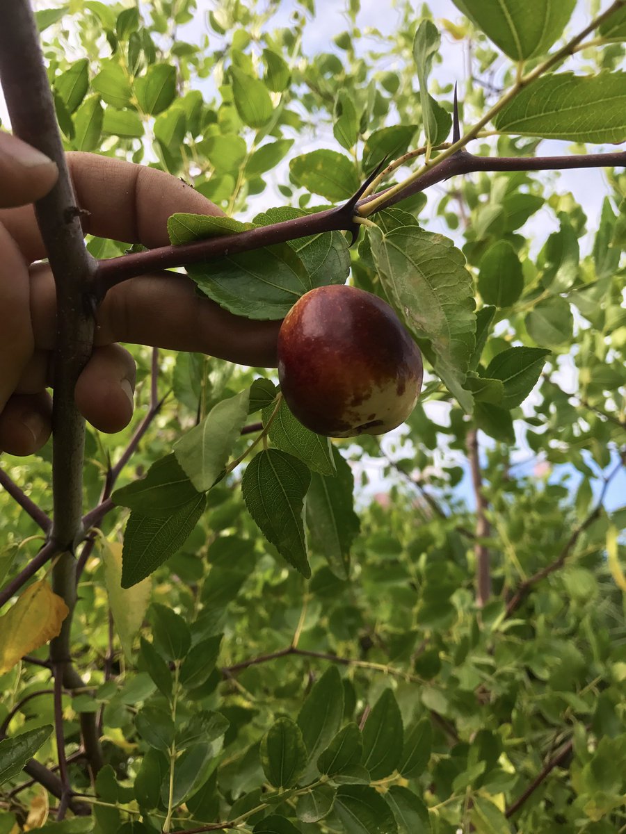 ecocitricos's tweet photo. Las frutas de siempre y las nuevas, en esta casa procuramos mantener la biodiversidad local y sumar nuevas plantas que se adapten a nuestro clima y no requieran muchos recursos hídricos #agrodiversidad #Málaga https://t.co/rA1Nkt1YgF