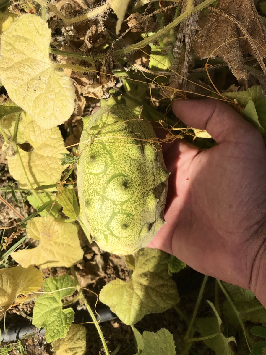 ecocitricos's tweet photo. Las frutas de siempre y las nuevas, en esta casa procuramos mantener la biodiversidad local y sumar nuevas plantas que se adapten a nuestro clima y no requieran muchos recursos hídricos #agrodiversidad #Málaga https://t.co/rA1Nkt1YgF