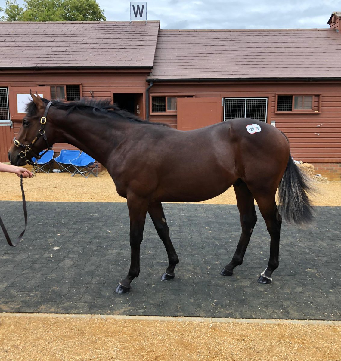 Replacement for London Calling in half with @Philcun69 @Richspencer89 yearling colt by Lethal Force. Called Red Fez, roll on #TommyCooper...hope racing more normal by the time he runs..