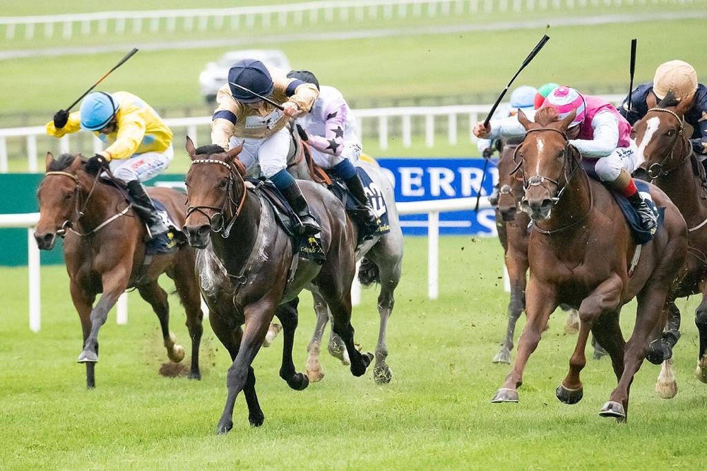 HambletonRacing's tweet image. Our Sunday #Throwback is from last year @curraghrace where multiple winner Maystar was just touched off in the valuable @tatts_ireland Sales race #Mayson  #ChampionsWeekend 🏇🏼💛💙
