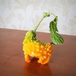 なんと可愛い…!チコリータみたいなゴーヤが獲れた!w