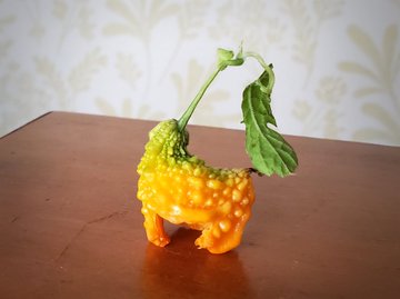 チコリータがゴーヤ畑で採れた ポケモンにしか見えない野菜がちっちゃかわいい ねとらぼ