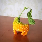 なんと可愛い…!チコリータみたいなゴーヤが獲れた!w