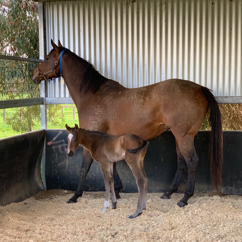 Smuggler42's tweet photo. Invincible Angels first foal @squamosa https://t.co/IzvoLWXnlE