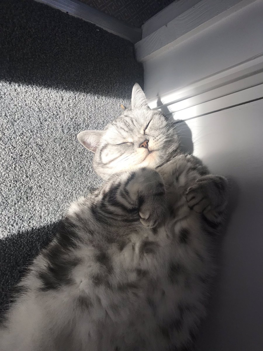 rosiepiecat's tweet photo. Napping with the sun on my face. Happy Sunday everyone! #catnap #CatsOfTwitter #bellyfloof https://t.co/sXbz3g1SVA