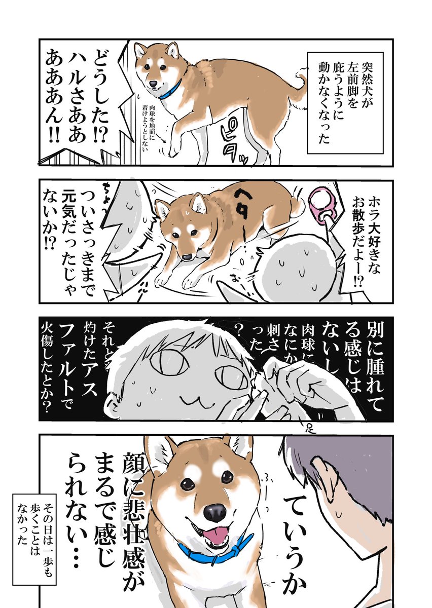 犬が突然歩けなくなったけど
翌日には全く大したことなかった件 