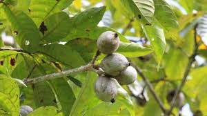 arbolespe's tweet photo. El #Caruto (Genipa americana) #Jagua, árbol indeshicente del #parquedeleste alivio contra la picada del pez candiru, ARBOL TINTOREO, COLOR NEGRO en pintura corporal, frecuente en los llanos,repelente contra insectos, abunda en febrero, la fruta del llano, el carutal reverdece! https://t.co/8EhEuYOHA4