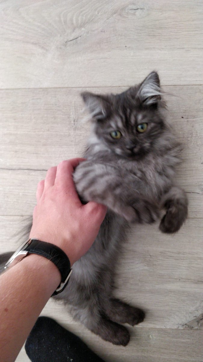 _geewy_'s tweet photo. @IanColdwater Rostie is out siberian cat, she is 3 months old https://t.co/LLYEsHMYXS