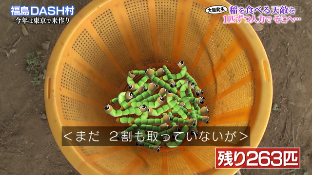 鉄腕dash でさえも放送をはばかられるレベルの害虫が世田谷の田んぼに大発生 ピンチを救ったのは園芸高校果樹部の生徒たち Togetter