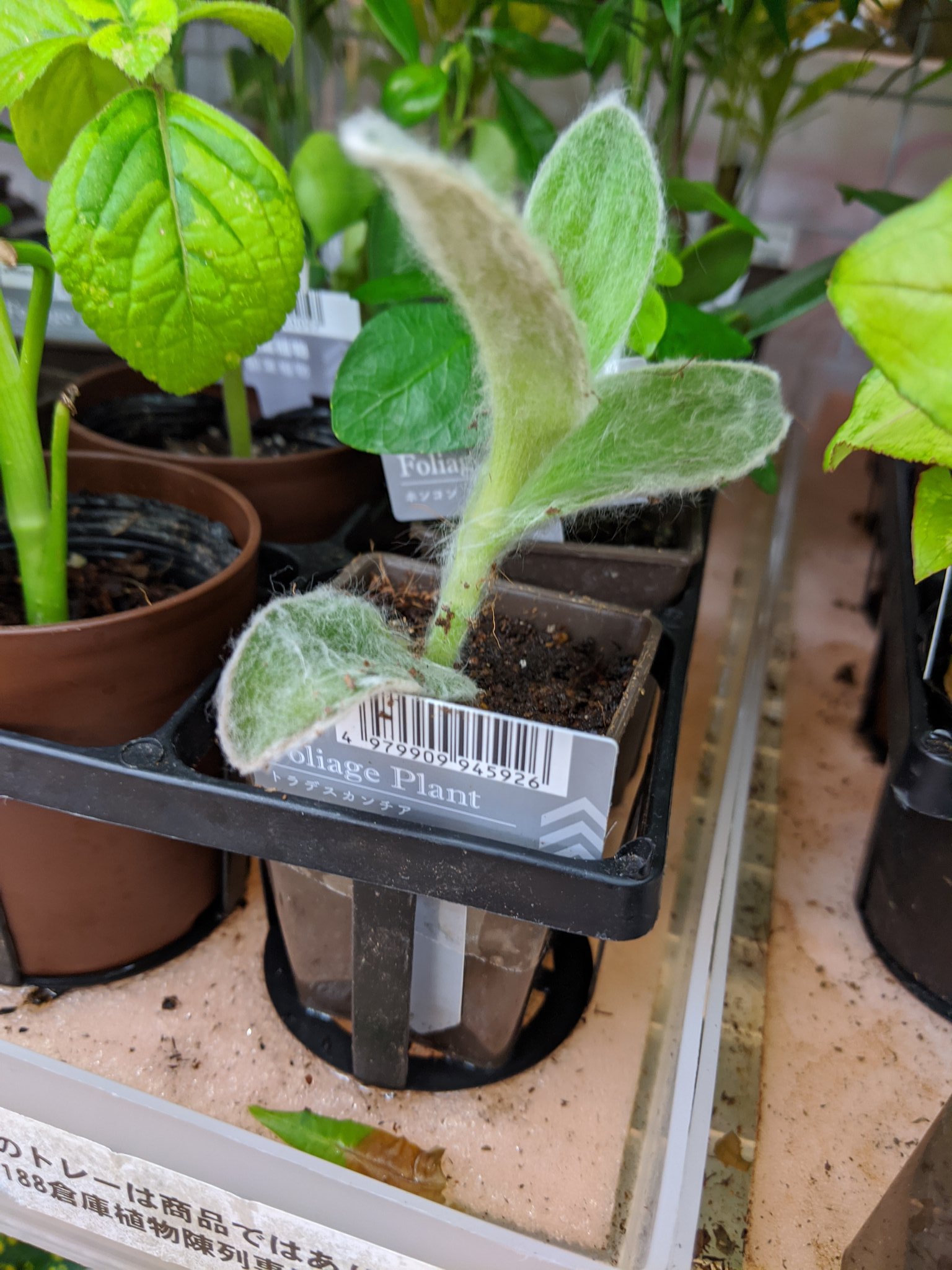 Otoku Otaku ウンベラータgetしました 初心者におすすめ 100均の観葉植物 園芸グッズ ダイソー キャンドゥ セリア ナチュラルキッチンで買えるアイテムをご紹介 更新 09 06 ダイソー 観葉植物 100均 100円ショップ 園芸用品