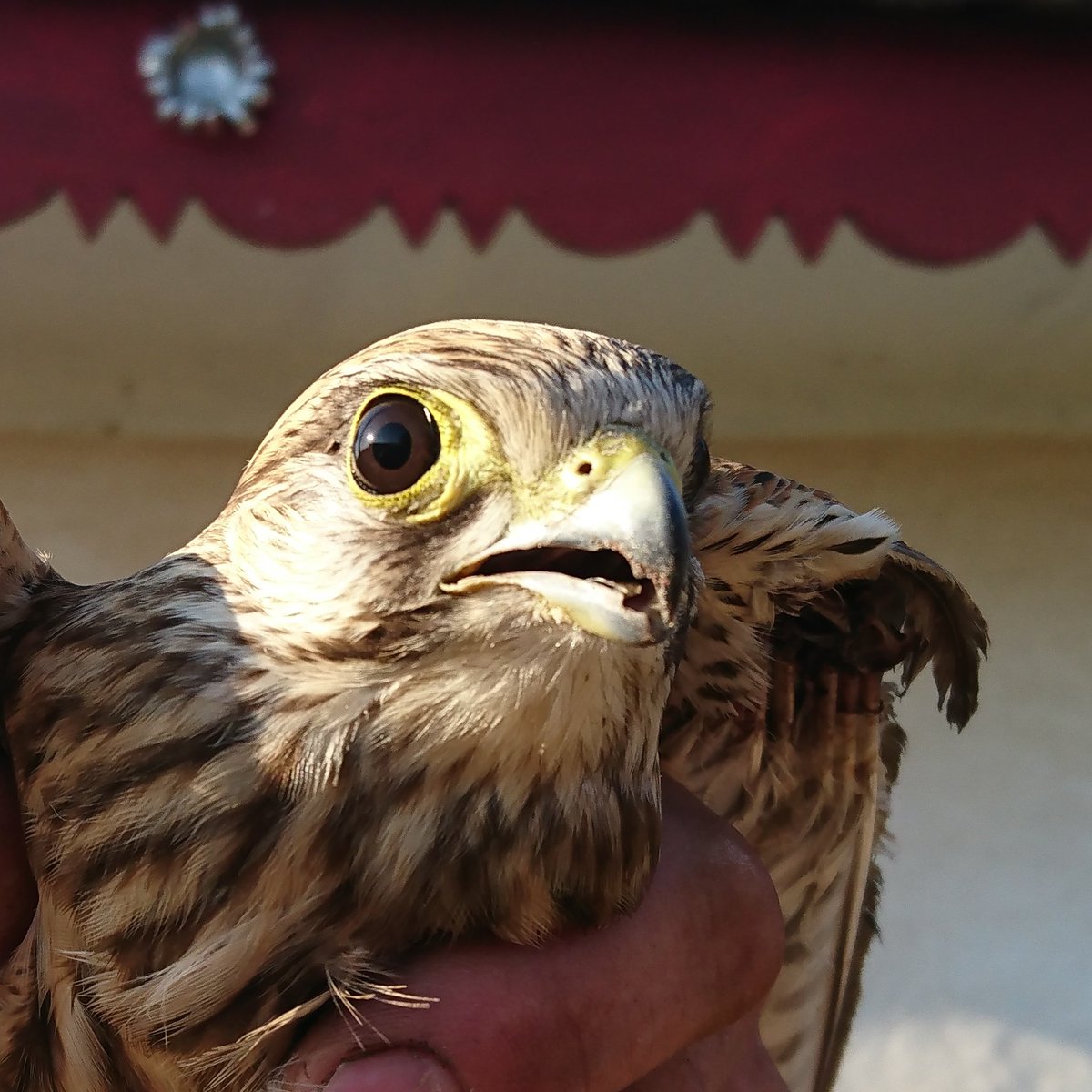 GosforthPhoto's tweet image. #NewProfilePic