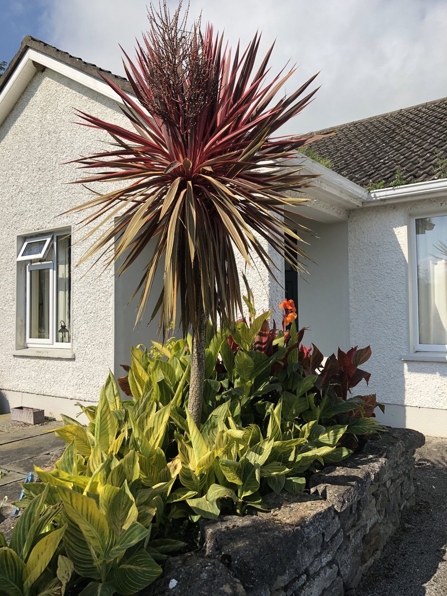 Canna Tropicanna a much undervalued tropical star of the summer and autumn garden and so easy to maintain and over winter! #myplant #garden