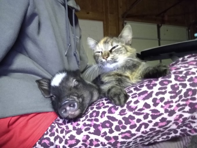 #Pals #Bonding my pig and I are with in arms reach about 20.5 hours a day to be exact lol there has been<a href="/tag/pals"class="tags">#Pals</a><a href="/tag/bonding"class="tags">#Bonding</a>