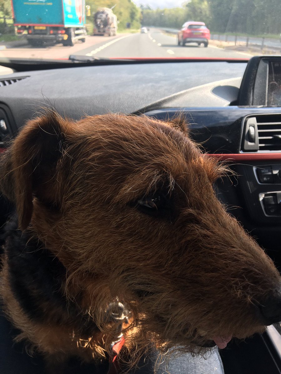 Welshie_Aggie's tweet photo. I was sad this morning as I thought the humans were going without me. Turns out I’m going on holibobs! https://t.co/2wwfJgeSNS