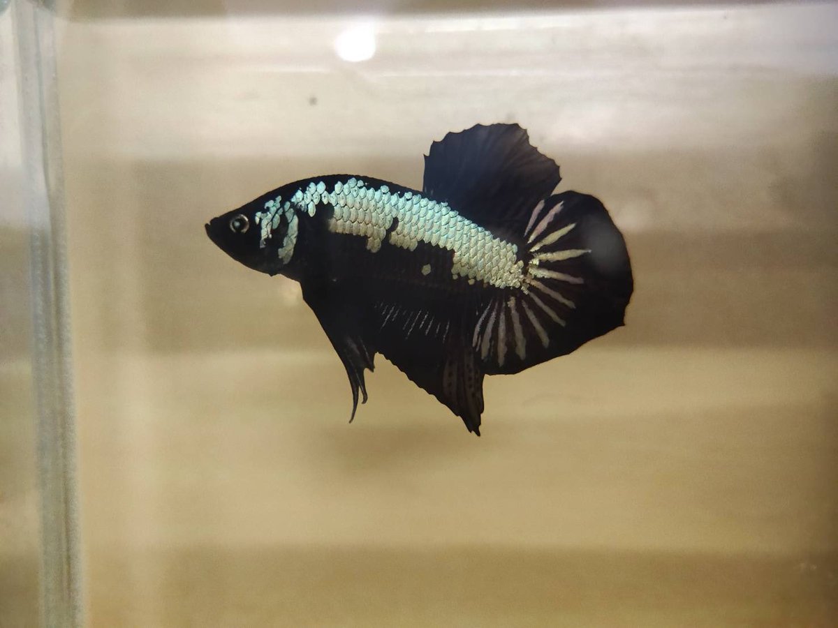 Bbetta5's tweet photo. PM.
#ปลากัดป่า #ปลากัดสวยงาม #ปลากัดไทย
#ปลากัดไทย #ปลากัดเก่ง #ปลากัด
#bettathailand #thai #Thailan #bettafish
#B.betta  #ขายปลากัด 
#fishtank  #fishtanks #fish #bettafish #bettafishlove  #bettafishcare #bettafishtank  #bettafishy  #fishlover  #fishlove #สัตว์เลี้ยง https://t.co/HgcxuQSeTW