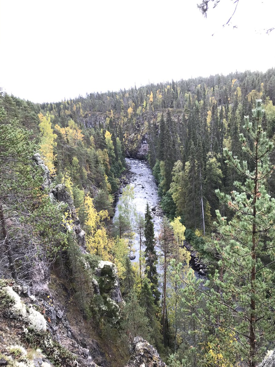 tomvengstrom's tweet photo. Spending a couple of days enjoying nice landscapes and wonders of nature. This the time of "(autumn) russet" #ruska . Today started with enjoying the canyon of Oulanka #oulangankanjoni . https://t.co/VxJL3ttH0K