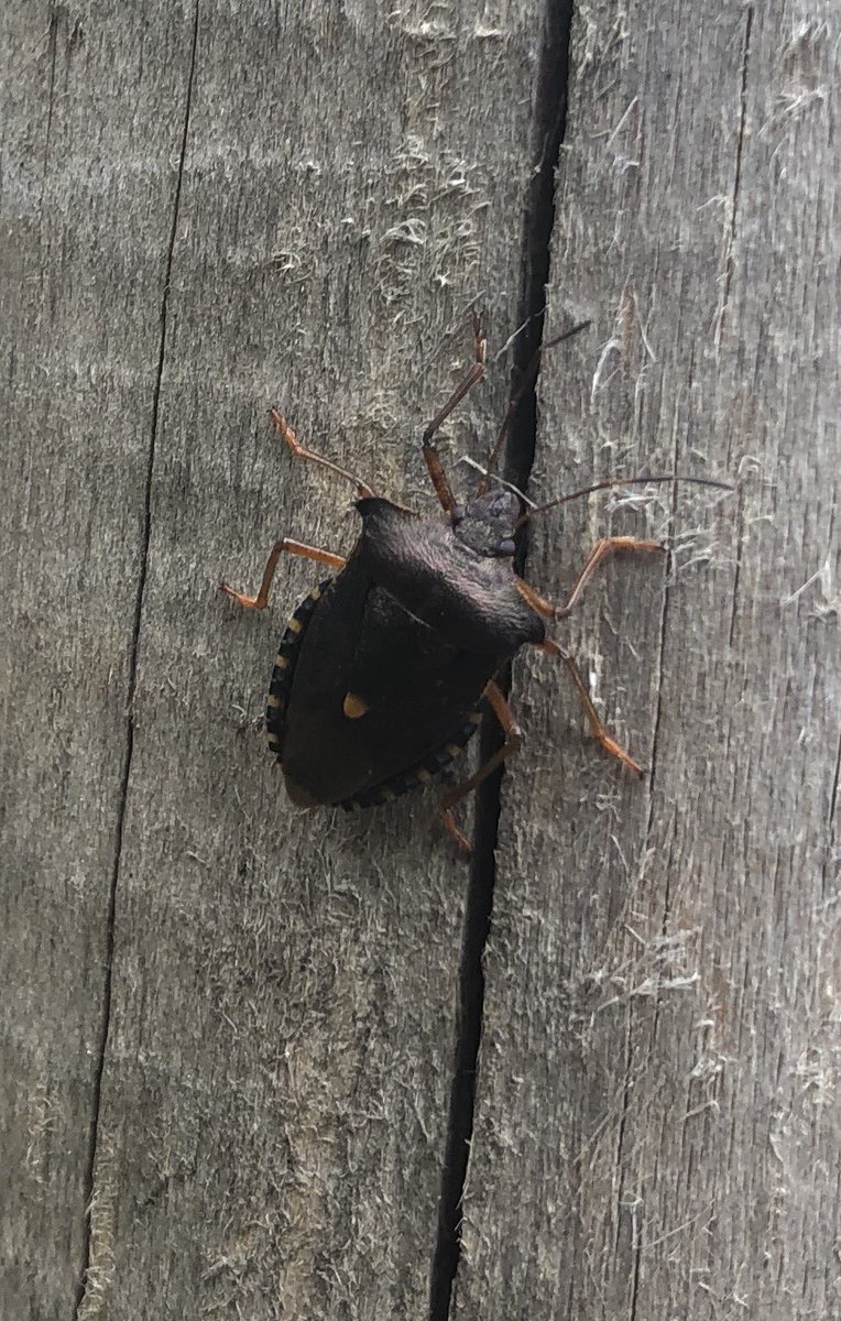 BackFarming's tweet image. Spotted this lad on a fence post this morning. Lovely looking shield bug. I think it’s a sloe Sheild bug ⁦@BioDataCentre⁩