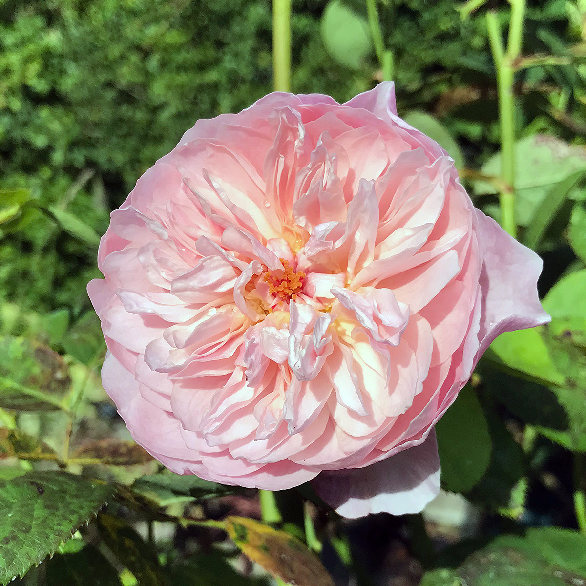 (3/4): The Alnwick Rose from David Austin is a shrub rose with pretty, many petalled, cupped blooms of soft pink. Flowers from early summer until the first frosts. It forms a nicely rounded, slightly upright, bushy shrub with plentiful, glossy green foliage. Likes full sun.🌞