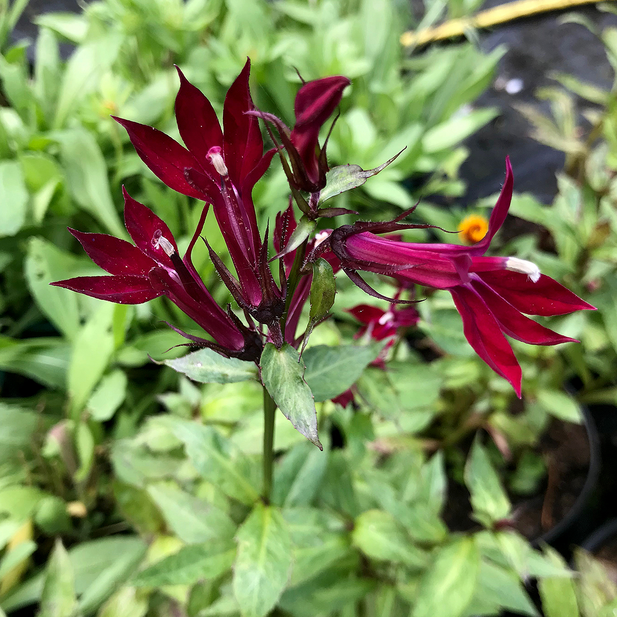 (4/4): Lobelia ‘Sparkling Ruby’ is a clump-forming, upright perennial with mid-green leaves and tall racemes of striking ruby red flowers through summer. Grows to 1m high. Prefers moist, fertile soil in sun to partial shade. Harmful if eaten. 

We're open today (Sun) until 4pm.🌻