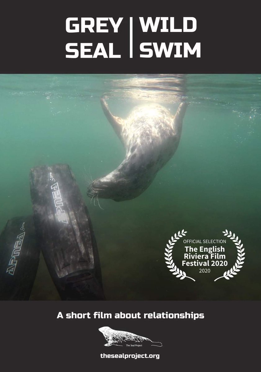 ERFilmFest's tweet photo. Film Premiere as part of @ERFilmFest 2020 Seal Project new film Grey Seal - Wild Swim @ArtizanGallery , film showing times and trailer online October 2020 @TorbayCulture @The_Shorely @Devon_Hour @BoostTorbay @DandCFilm @FilmHubSW @IntoFilmSW @Torbay_Hour @sdc_digital https://t.co/A4RHfZzNSY