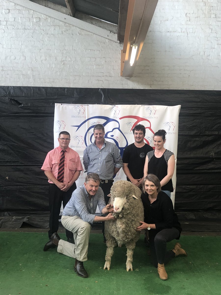 Minta Poll Merino Stud and Wiringa Park Merino Stud along with 4 semen shares purchased Moorundie Poll  NE73 008 “Lightning” For $70,000. We look forward to what he produces.