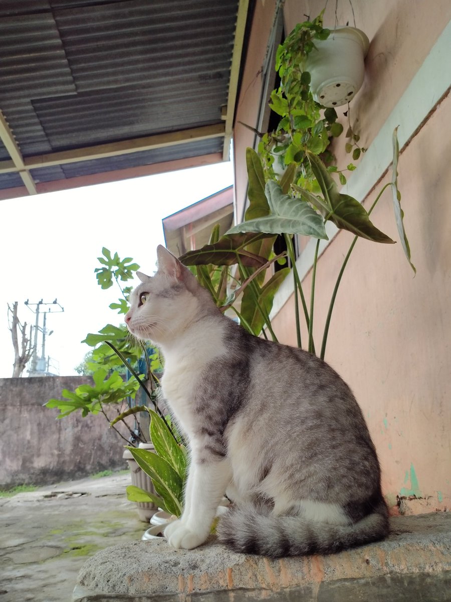 MitaPustari's tweet photo. @animalfess2 Majikankuuuu https://t.co/28QCjgsGCq