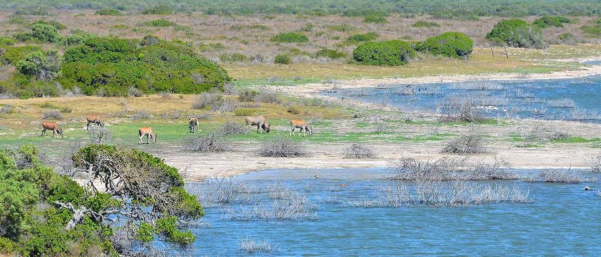 Anthoniszoon's tweet photo. Saw many elands and harts beyond cannon distance from the fort, but too wild to be approached. This makes us very miserable , as up to date we must still live on the old food , varied with Cape greens and a little Dutch radish , until better times . https://t.co/6AiZcAStb7
