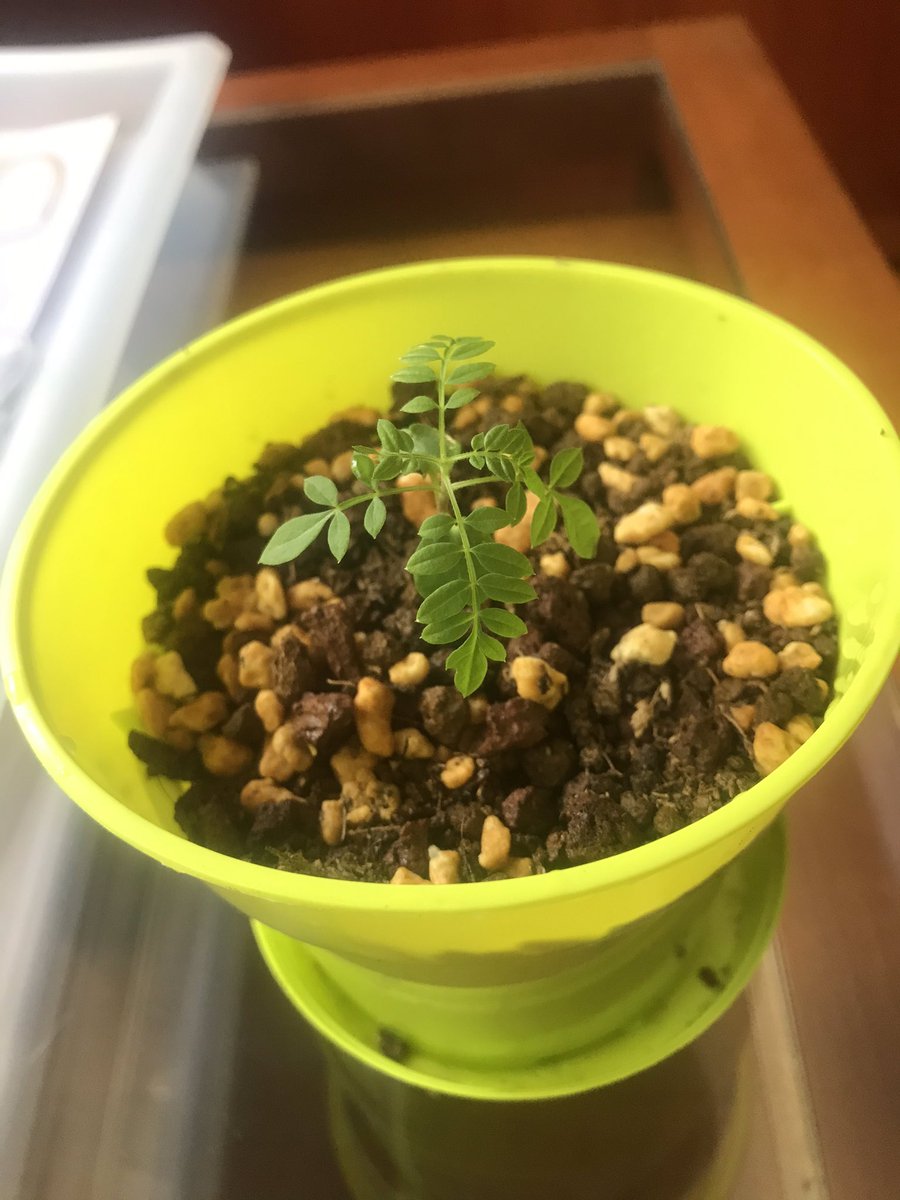 BPlarubato's tweet photo. Repotted my two #BlueJacaranda #bonsai on the make from @planterschoice kit. Used a mix of 90% #terrabonsai and 10% #kanuma as Barcelona’s water is strong. 13/09/2020 https://t.co/OGB1ZTonBf
