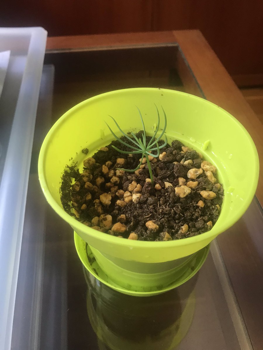 BPlarubato's tweet photo. Repotted my two #PinusAristata #RockyMountainPine #bonsai on the make from @planterschoice kit using the same mix of 90% #terrabonsai and 10% #kanuma 13/09/2020 https://t.co/1ivipbLA18