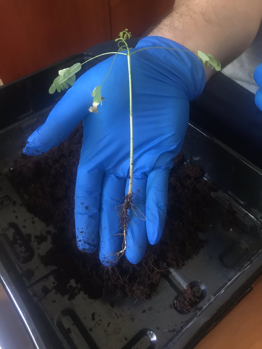BPlarubato's tweet photo. Finally repotted my #RoyalPoinciana #DelonixRegia #flametree #bonsai in a mix of 70% #terrabonsai and 30% #kanuma. Hoping she will recover and grow healthy in this new soil! 13/09/2020 https://t.co/HrGj7DVkRo