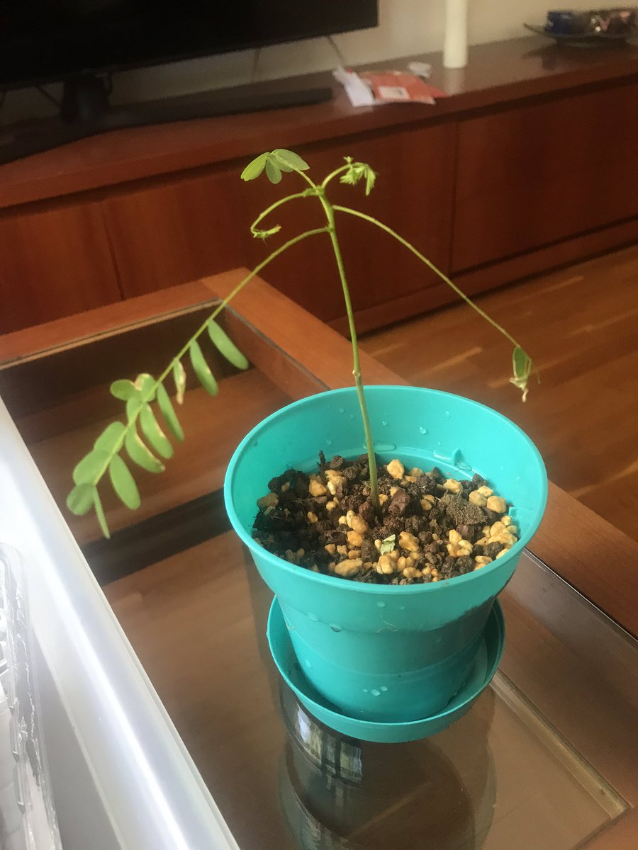 BPlarubato's tweet photo. Finally repotted my #RoyalPoinciana #DelonixRegia #flametree #bonsai in a mix of 70% #terrabonsai and 30% #kanuma. Hoping she will recover and grow healthy in this new soil! 13/09/2020 https://t.co/HrGj7DVkRo
