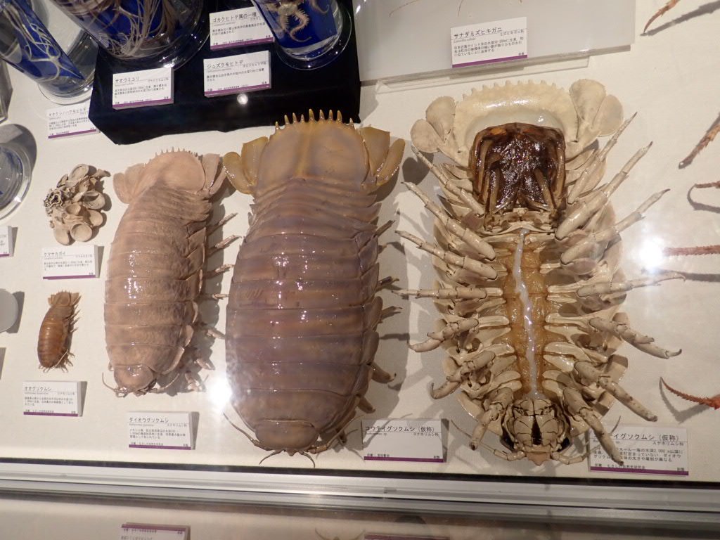 中原直子 ミュージアムパーク茨城県自然博物館に企画展 深海 ミステリー を見に行ってきた ダイオウグソクムシを上回る大きさの未記載種テイオウグソクムシとか世界最大級のヨコエビのダイダラボッチとかすごいのを見られた