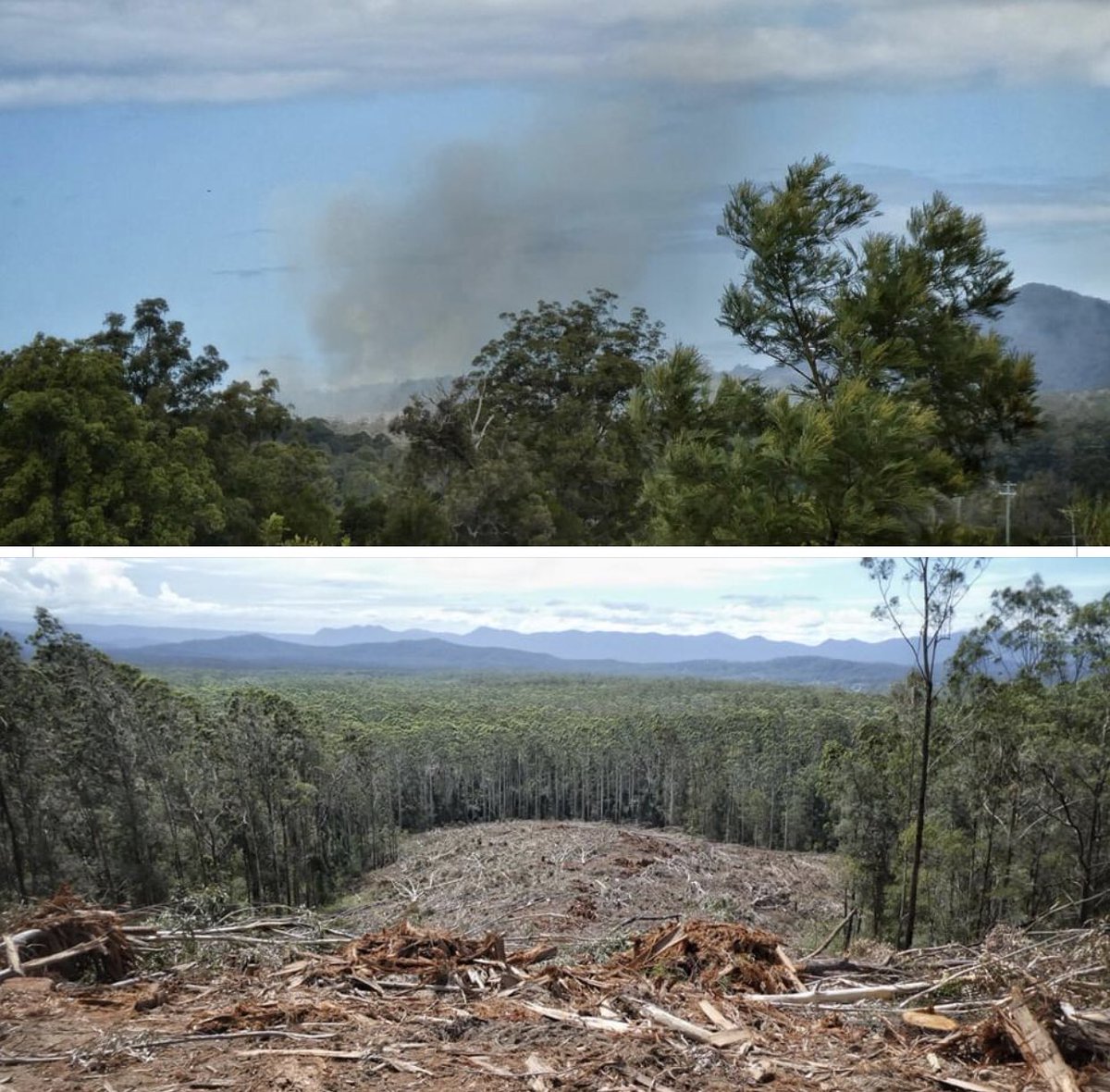 tilly64's tweet photo. @EJ_Aus NSW can’t protect the remaining 1% of koala habitat
@friendlyjordies @Matt_KeanMP @GladysB @JohnBarilaroMP @Barnaby_Joyce @talkingkoala https://t.co/r7K7O3LwGd