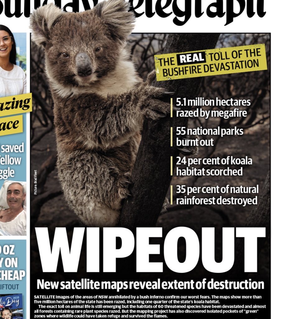 tilly64's tweet photo. @EJ_Aus NSW can’t protect the remaining 1% of koala habitat
@friendlyjordies @Matt_KeanMP @GladysB @JohnBarilaroMP @Barnaby_Joyce @talkingkoala https://t.co/r7K7O3LwGd
