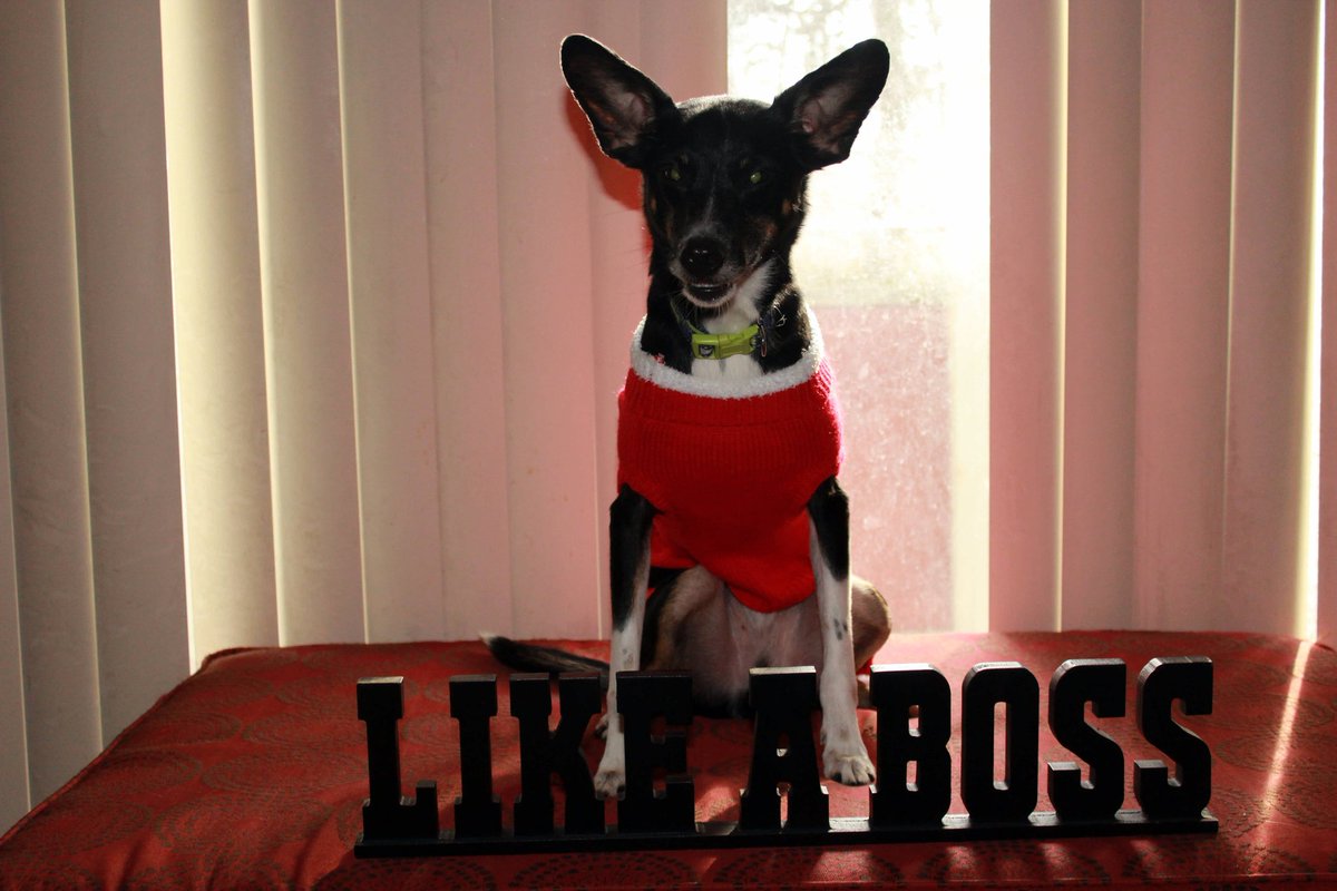 Panastyle's tweet image. #bigdogsunday @AmyFreeze7 Sox chilling like a boss