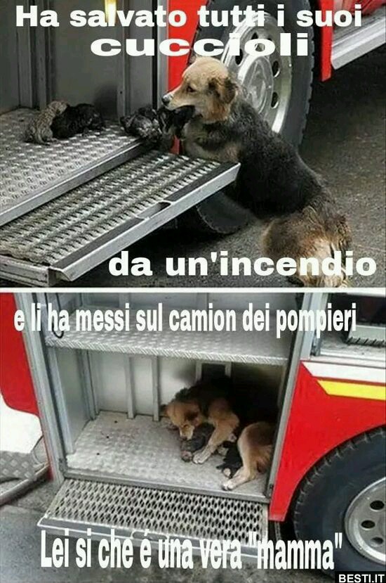 B16Antonella's tweet image. A chi dice:SONO SOLO ANIMALI vi dovete inchinare dinnanzi a loro 💖🐾