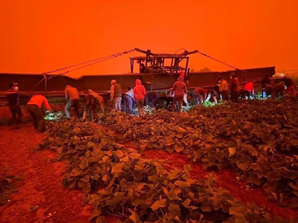 Farmworkers in Oregon this week used N95 masks and their cell phone flashlights to pick cucumbers in the midst of devastating wildfires. Under what conditions must someone be living to go to work in these horrific and dangerous conditions?! 😡 #WhereIsOSHA
