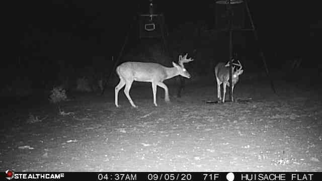 WTD_tv's tweet photo. A couple of good looking bucks taken on our Stealth Cam Fusion.
@stealthcam #stealthcam #stealthcamfusion #commandapp #wirelesstrailcamera #hunting #deerseason #whitetail https://t.co/zzJYcp4xUJ