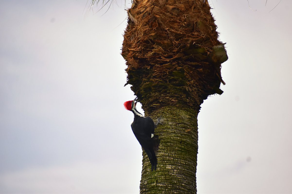 Heading back around to the front, I heard a Pileated Woodpecker calling from behind me. I have never seen a Spoonbill in my canal before, and Pileateds? Maybe in my neighborhood two or three times a year. It flew, but I followed it down to the lake...