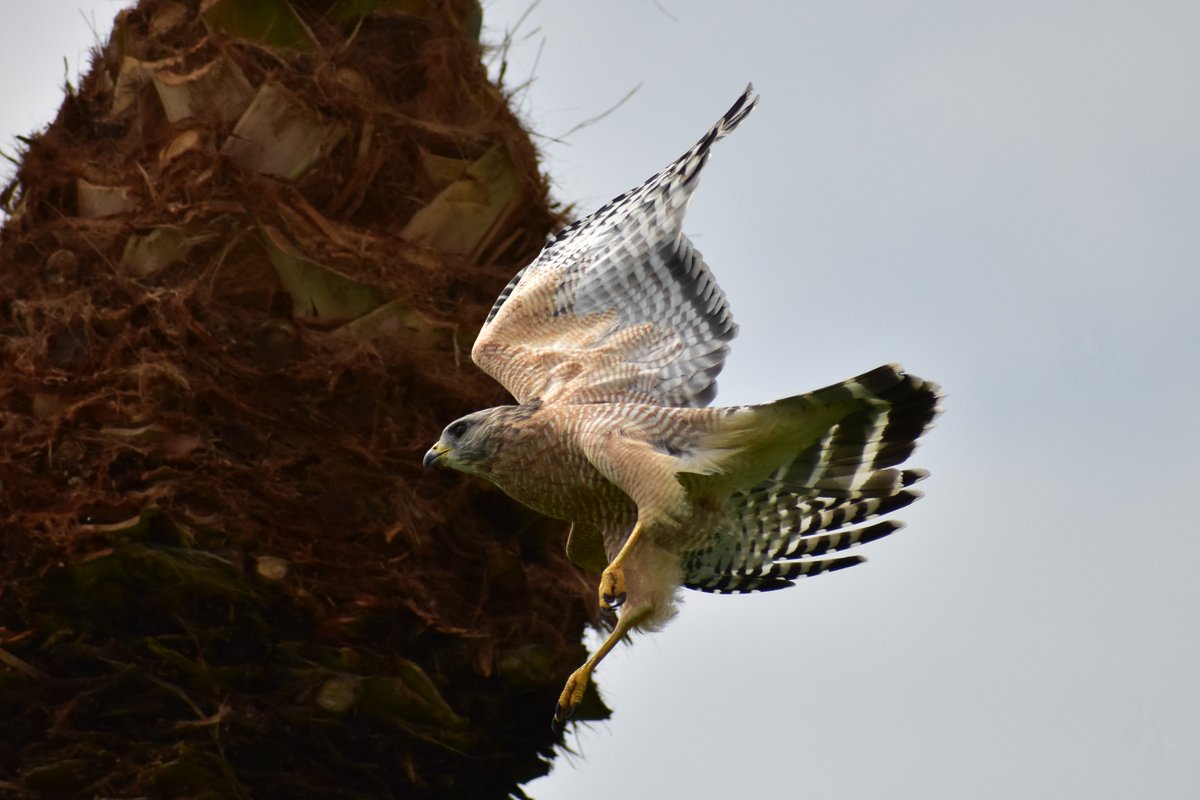 Apparently the Blue Jay sounded enough like a hawk, because... yeah. It scared the Pileated Woodpecker, which flew down to another tree.