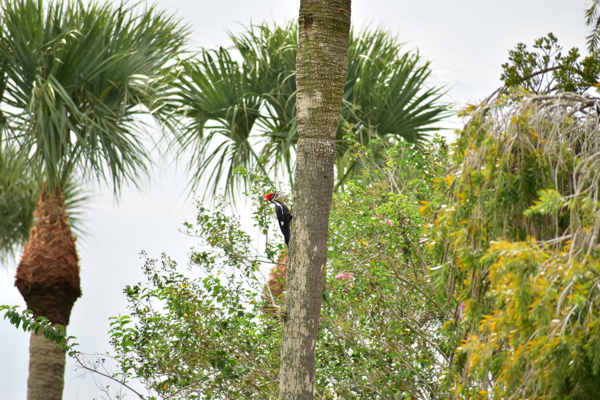 Found the Pileated again, briefly, before it flew away...